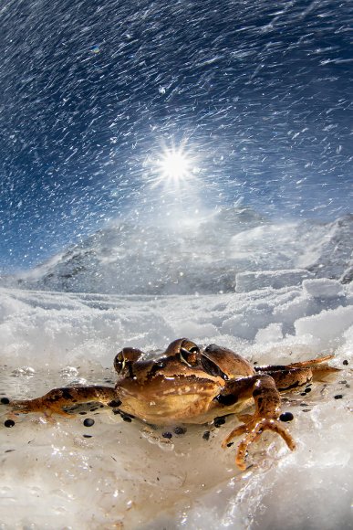 Rana rossa - Common Frog (Rana temporaria)