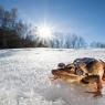 Rana rossa - Common Frog (Rana temporaria)