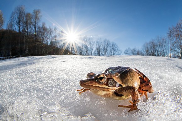 Rana rossa - Common Frog (Rana temporaria)