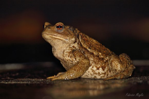 Rospo comune - Common toad (Bufo bufo)