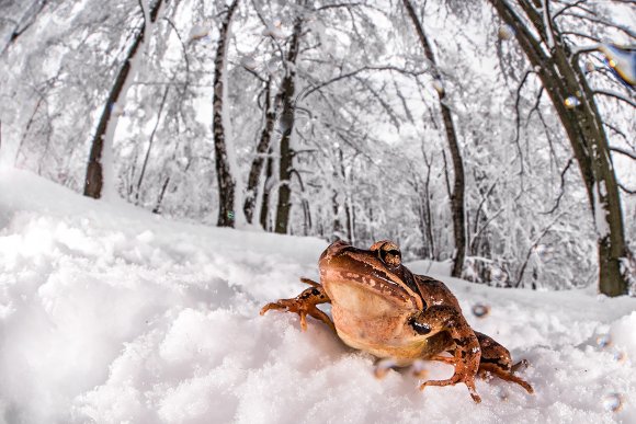 Rana rossa - Common Frog (Rana temporaria)