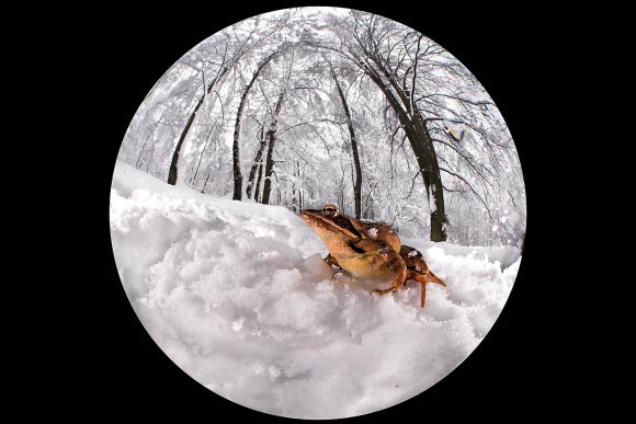 Rana rossa - Common Frog (Rana temporaria)
