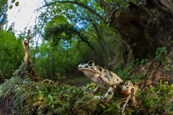 Pelodite punteggiato - Parsley frog 