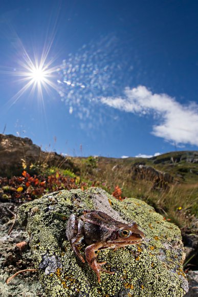 Rana temporaria - Alpine frog (Rana temporaria)