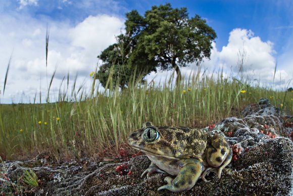 Western Spadefoot (Pelobates cultripes)