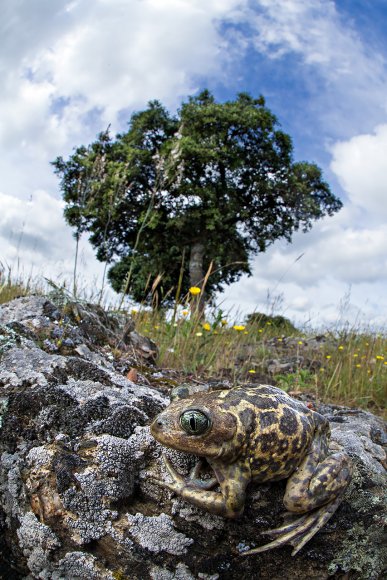 Western Spadefoot (Pelobates cultripes)