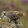 Rospo calamita - Natterjack toad (Epidalea calamita)