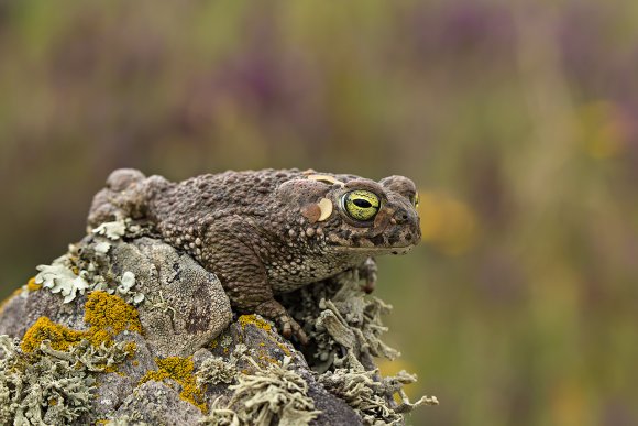 Rospo calamita - Natterjack toad (Epidalea calamita)