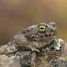 Rospo calamita - Natterjack toad (Epidalea calamita)