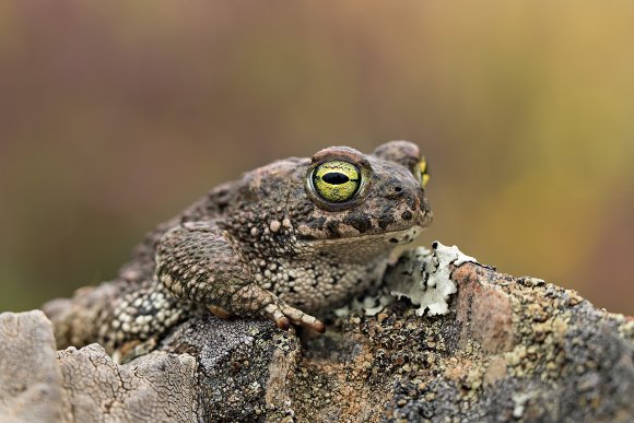 Rospo calamita - Natterjack toad (Epidalea calamita)