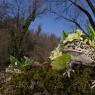 Rospo smeraldino - European Green Toad (Bufo viridis)