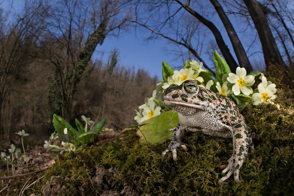 Rospo smeraldino - European Green Toad (Bufo viridis)