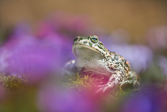 Rospo smeraldino - European Green Toad (Bufo viridis)