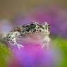 Rospo smeraldino - European Green Toad (Bufo viridis)