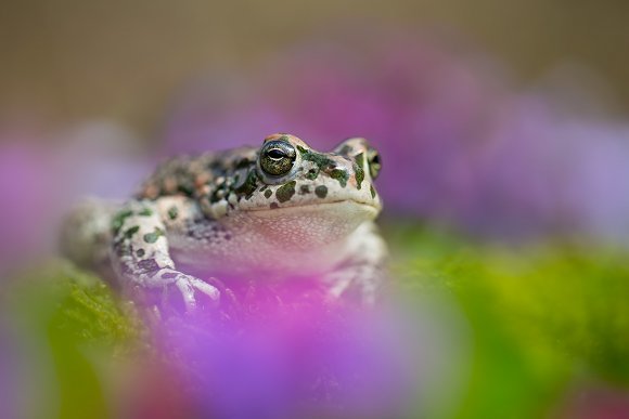 Rospo smeraldino - European Green Toad (Bufo viridis)