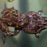 Rospo dell'Aglio - Common spadefoot (Pelobates fuscus)