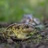 Rospo dell'Aglio - Common spadefoot (Pelobates fuscus)