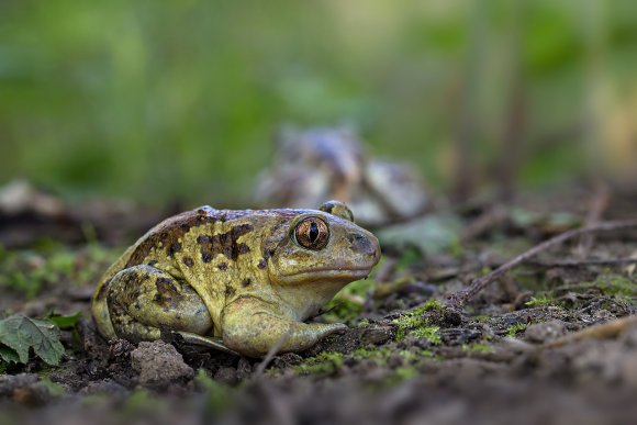 Rospo dell'Aglio - Common spadefoot (Pelobates fuscus)