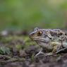 Rospo dell'Aglio - Common spadefoot (Pelobates fuscus)