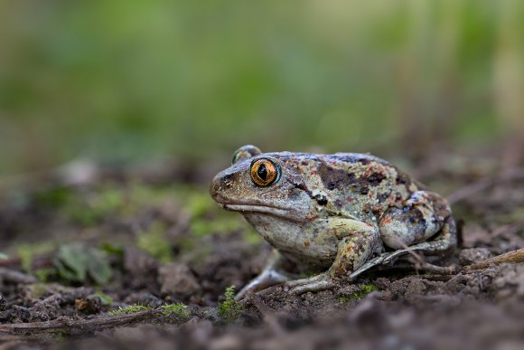 Rospo dell'Aglio - Common spadefoot (Pelobates fuscus)