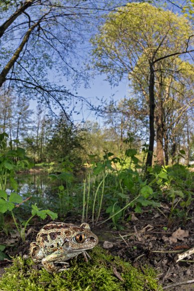 Rospo dell'Aglio - Common spadefoot (Pelobates fuscus)