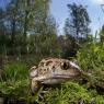 Rospo dell'Aglio - Common spadefoot (Pelobates fuscus)