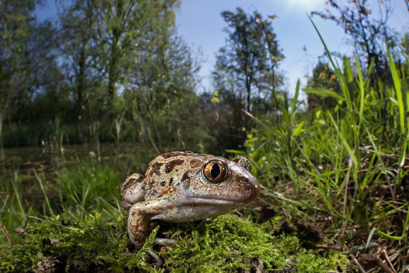 Rospo dell'Aglio - Common spadefoot (Pelobates fuscus)