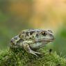 Rospo dell'Aglio - Common spadefoot (Pelobates fuscus)