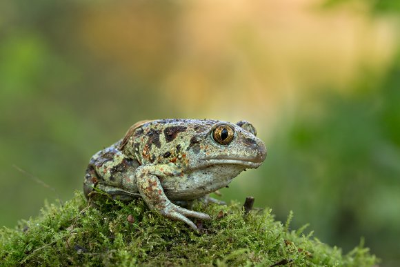 Rospo dell'Aglio - Common spadefoot (Pelobates fuscus)