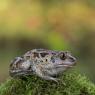 Rospo dell'Aglio - Common spadefoot (Pelobates fuscus)