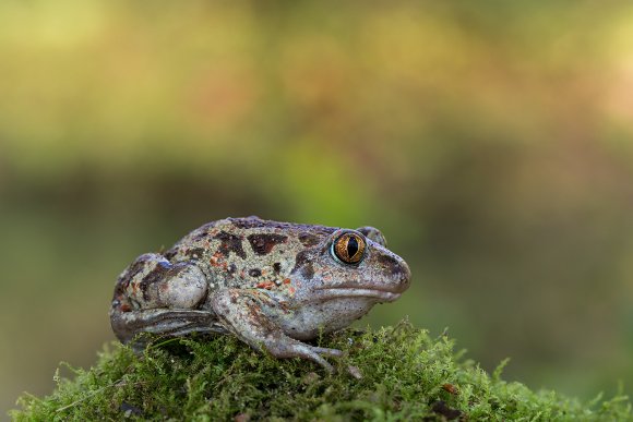 Rospo dell'Aglio - Common spadefoot (Pelobates fuscus)