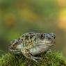 Rospo dell'Aglio - Common spadefoot (Pelobates fuscus)