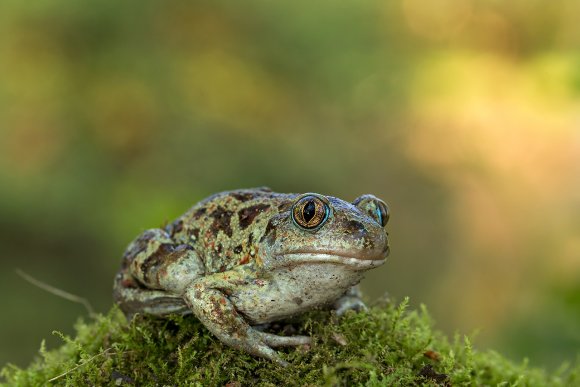 Rospo dell'Aglio - Common spadefoot (Pelobates fuscus)