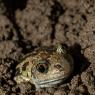 Rospo dell'Aglio - Common spadefoot (Pelobates fuscus)