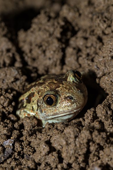 Rospo dell'Aglio - Common spadefoot (Pelobates fuscus)