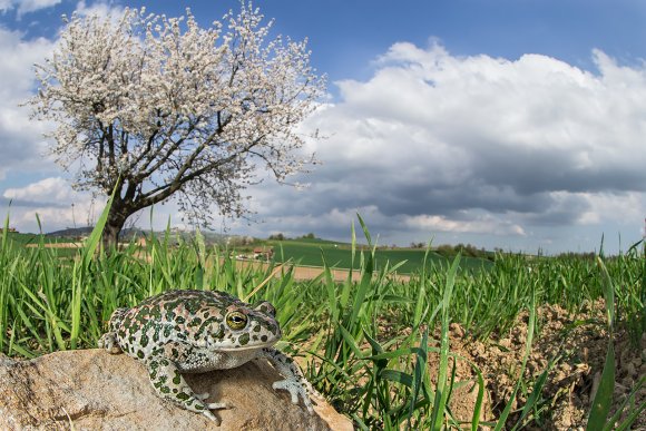 Rospo smeraldino - European green Toad (Bufo viridis)