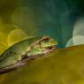 Raganella intermedia - Italian tree frog (Hila intermedia)