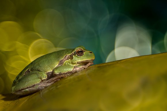 Raganella intermedia - Italian tree frog (Hila intermedia)