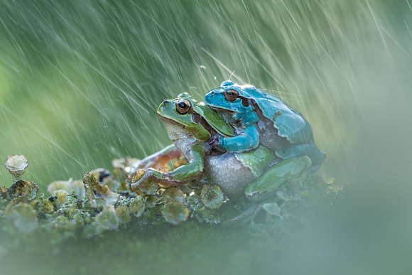 Raganella intermedia - Italian Tree frog (Hyla intermedia)