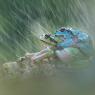 Raganella intermedia - Italian Tree frog (Hyla intermedia)