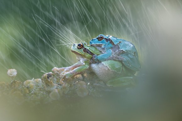 Raganella intermedia - Italian Tree frog (Hyla intermedia)