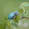 Raganella intermedia - Italian Tree frog (Hyla intermedia)