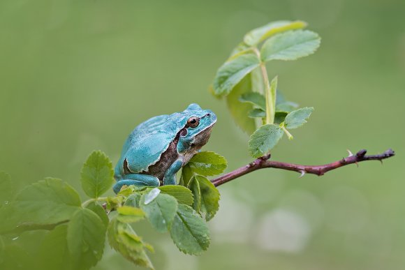 Raganella intermedia - Italian Tree frog (Hyla intermedia)