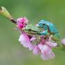 Raganella intermedia - Italian Tree frog (Hyla intermedia)