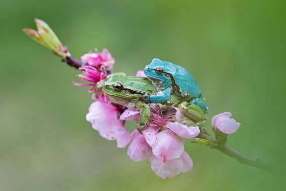 Raganella intermedia - Italian Tree frog (Hyla intermedia)