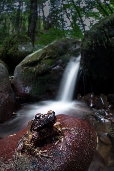 Rana appenninica -  Italian stream frog (Rana italica)