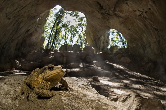 Rospo comune - Common toad (Bufo bufo)