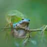 Raganella intermedia - Italian Tree frog (Hyla intermedia)