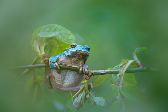 Raganella intermedia - Italian Tree frog (Hyla intermedia)