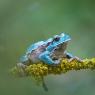 Raganella intermedia - Italian Tree frog (Hyla intermedia)